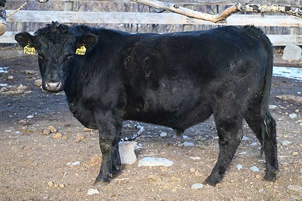 244- commercial bull sired by a Native Scottish bull