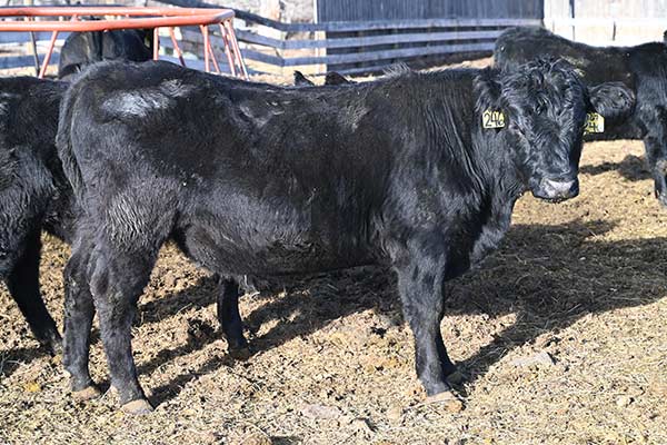 246- commercial bull sired by a Native Scottish bull