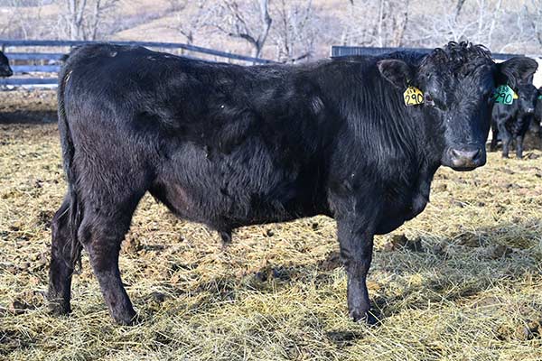 290- sired by Jipsey Jack out of a full sister to King Cong