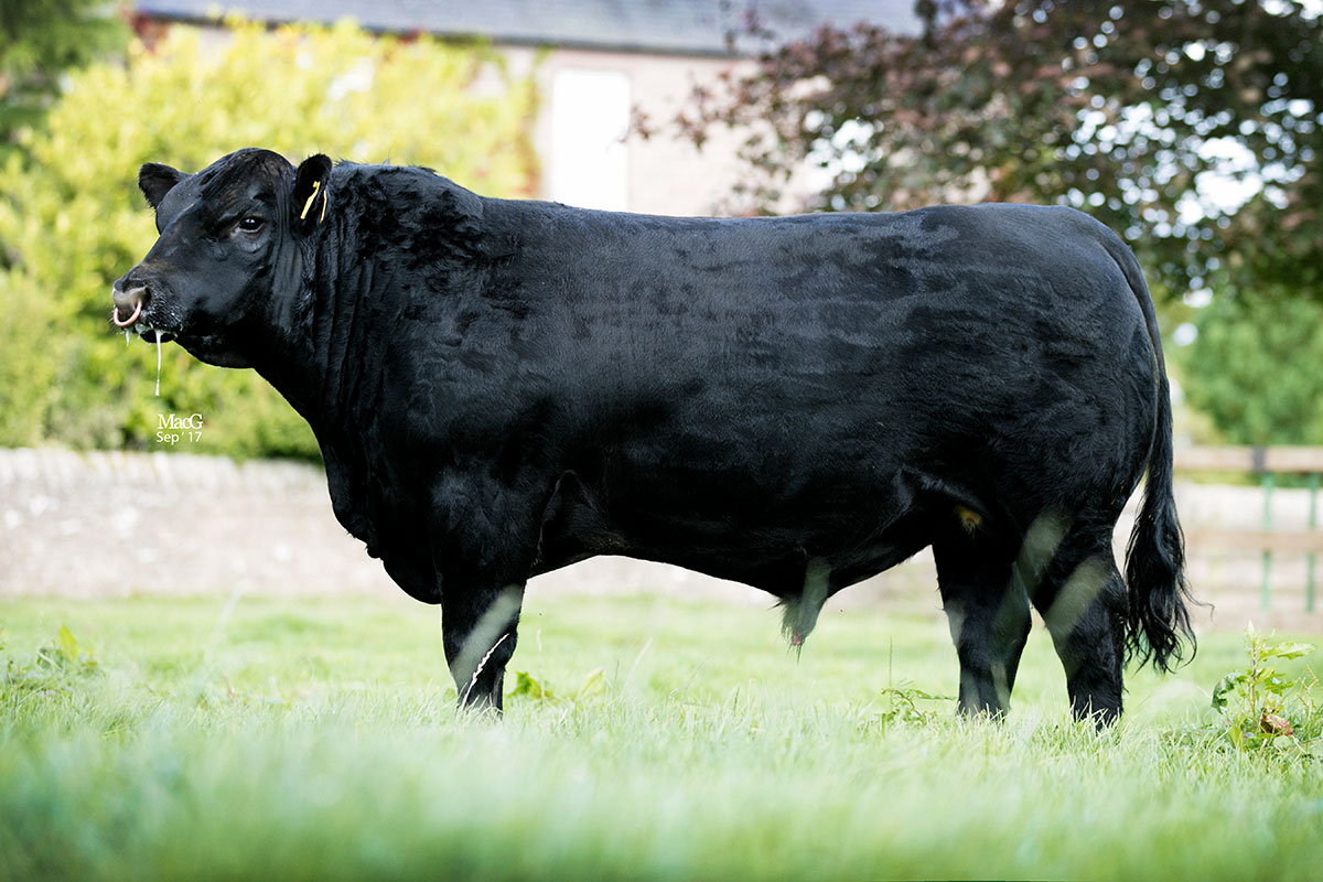 Angus bull thoughts. - CattleToday.com